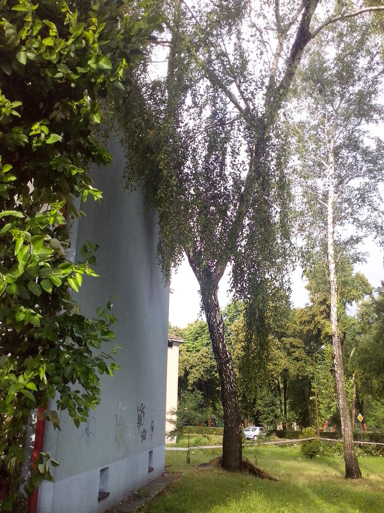2015.07.08.nawalnica 5