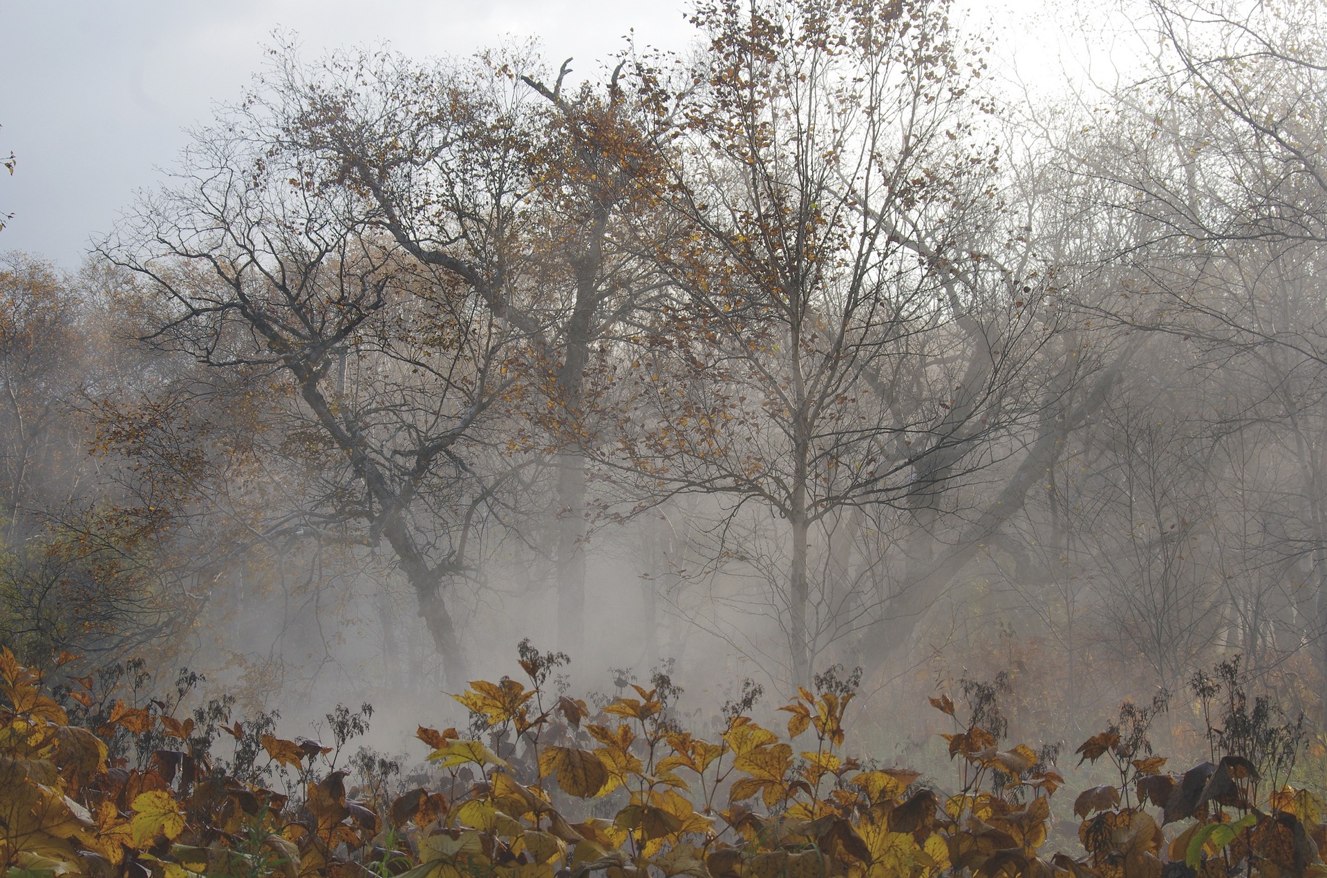 late autumn 2734759 1920