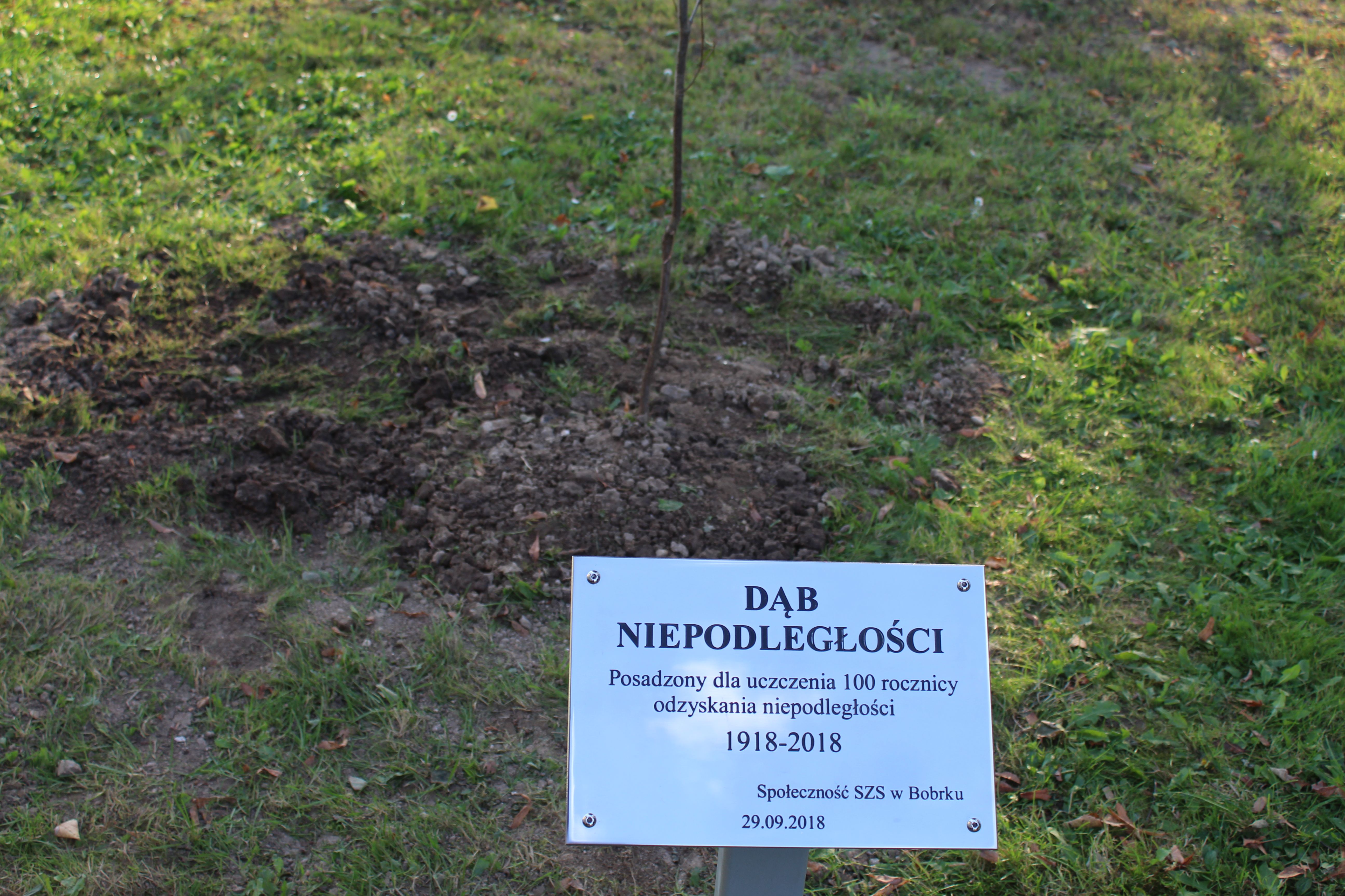 2018.10.08 dzrewo bobrek 4
