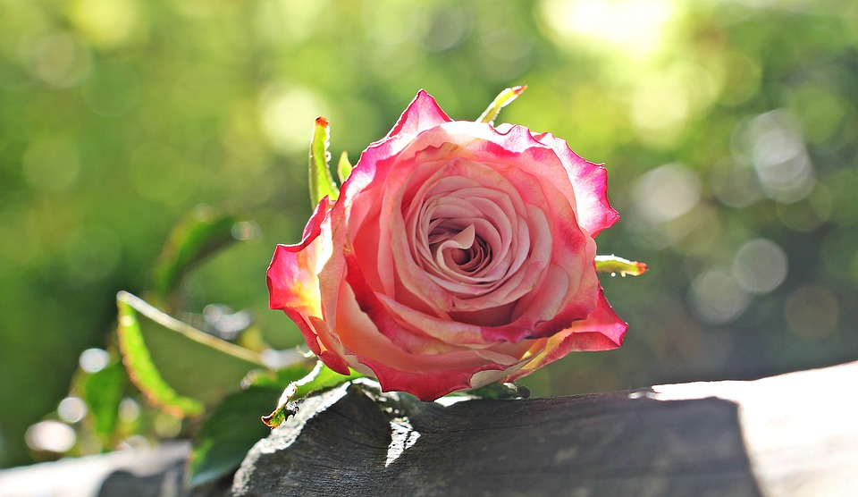 rose 1868585 960 720