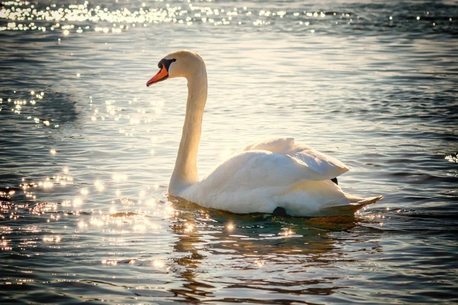 Łabędź