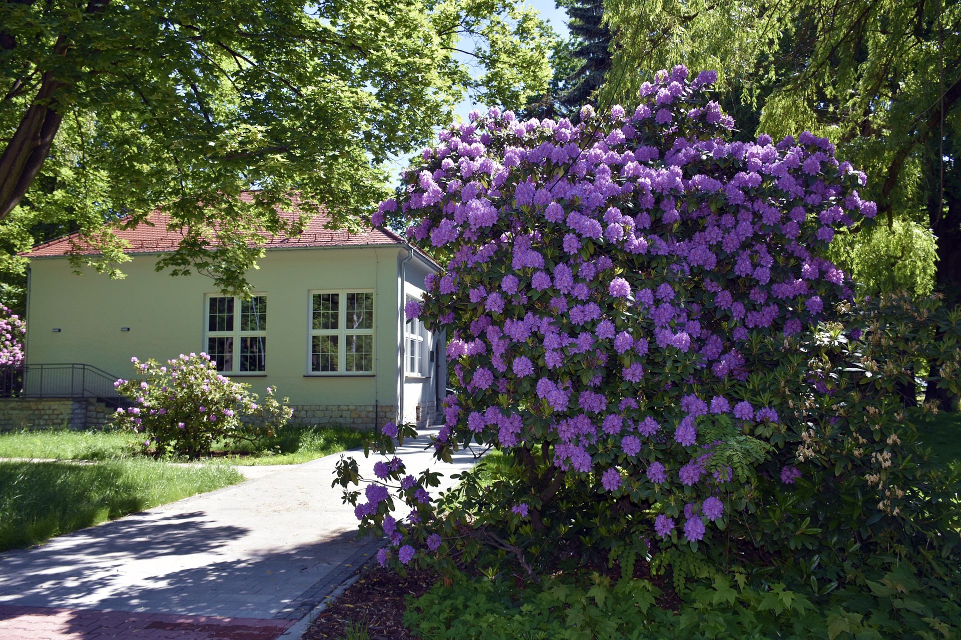 rododendron01